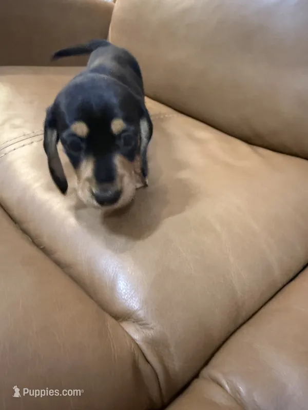 Coal – Miniature Dachshund puppy for sale in Bremen, GA