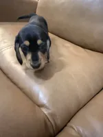 Coal, a male Miniature Dachshund for sale in Bremen, GA – 1 of 6