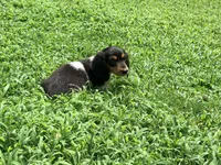 Orange, a male Miniature Dachshund for sale in Bremen, GA – 5 of 7