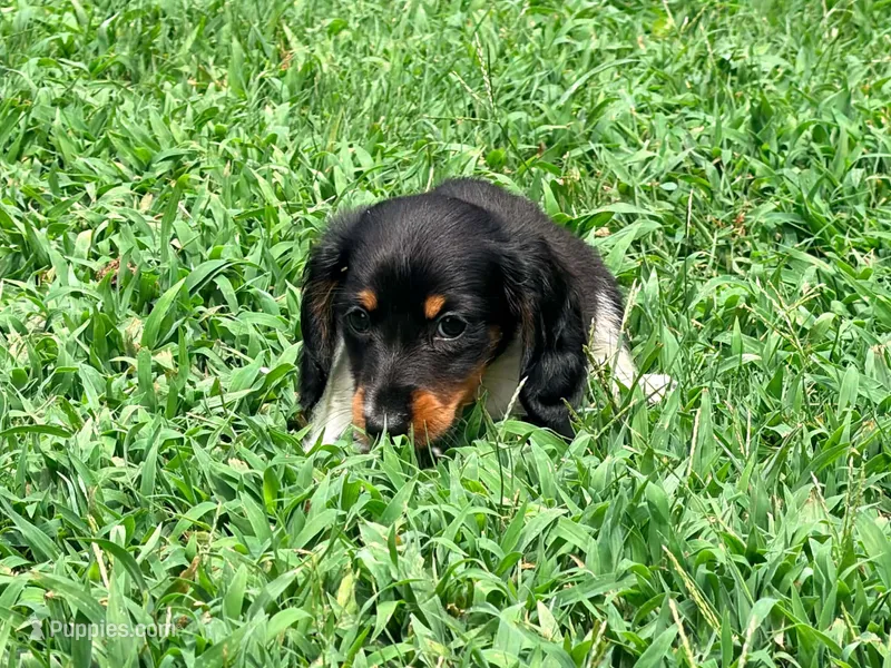 Red  – Miniature Dachshund puppy for sale in Bremen, GA