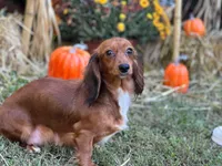 Red heart, a male Miniature Dachshund for sale in Bremen, GA – 7 of 7