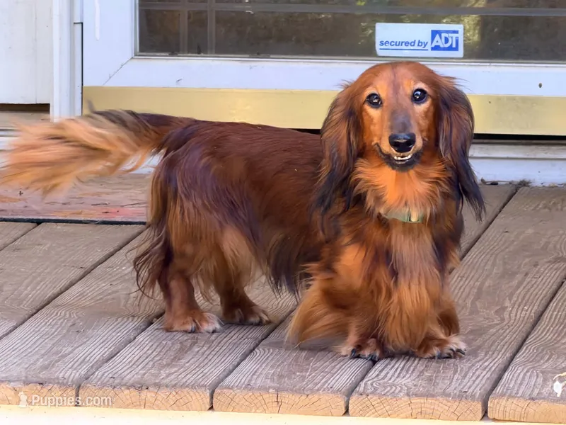 Red – Miniature Dachshund puppy for sale in Bremen, GA