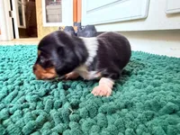 Green, a male Miniature Dachshund for sale in Bremen, GA – 10 of 10