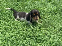 Orange, a male Miniature Dachshund for sale in Bremen, GA – 2 of 7