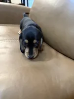 Coal, a male Miniature Dachshund for sale in Bremen, GA – 5 of 6