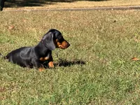 Diesel , a male Miniature Dachshund for sale in Bremen, GA – 7 of 10