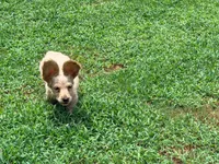 Butter, a male Miniature Dachshund for sale in Bremen, GA – 5 of 9