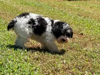Loki, a male Miniature Schnauzer for sale in Bremen, GA – 6 of 10