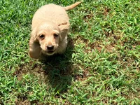 Butter, a male Miniature Dachshund for sale in Bremen, GA – 6 of 9