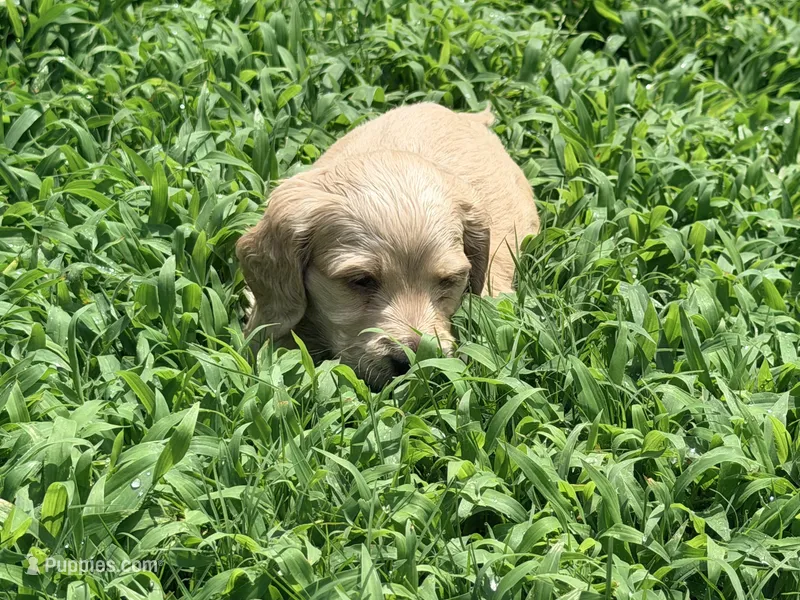 Casey – Miniature Dachshund puppy for sale in Bremen, GA