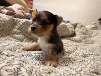 Sky, a male Yorkshire Terrier for sale in Bremen, GA – 2 of 7
