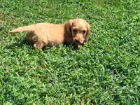 Bow, a male Miniature Dachshund for sale in Bremen, GA – 7 of 10