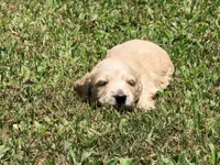Casey, a male Miniature Dachshund for sale in Bremen, GA – 3 of 6