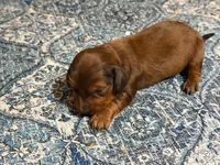 Red, a male Miniature Dachshund for sale in Bremen, GA – 9 of 9