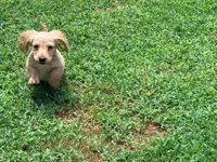 Butter, a male Miniature Dachshund for sale in Bremen, GA – 9 of 9