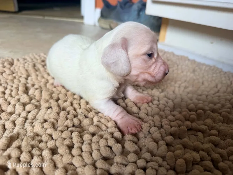 Frostie – Miniature Dachshund puppy for sale in Bremen, GA
