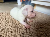 Frostie, a female Miniature Dachshund for sale in Bremen, GA – 1 of 5
