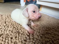 Frostie, a female Miniature Dachshund for sale in Bremen, GA – 2 of 5