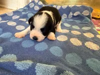 Cowboy, a male Miniature Schnauzer for sale in Bremen, GA – 3 of 8