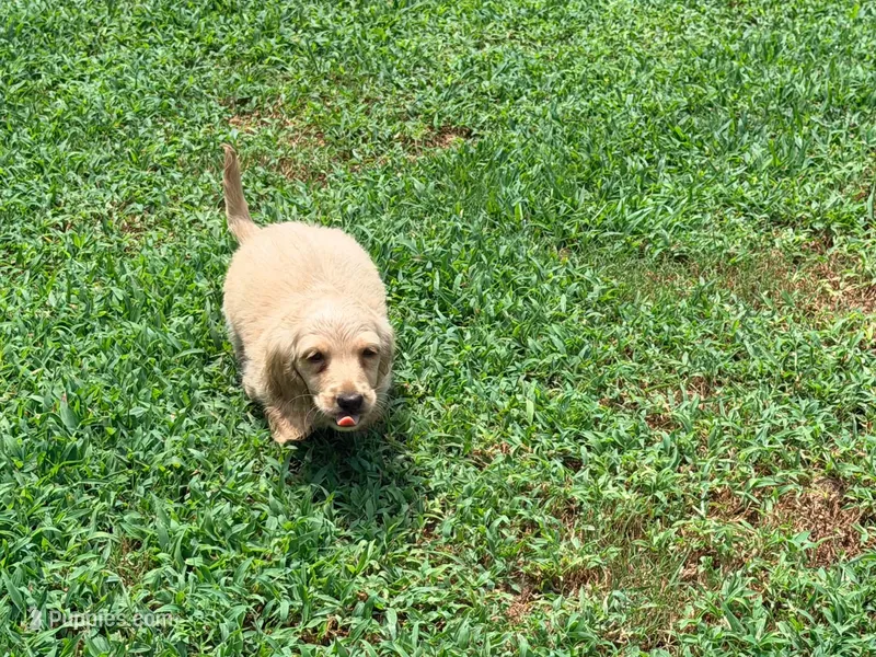 Butter – Miniature Dachshund puppy for sale in Bremen, GA