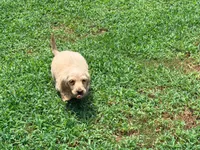 Butter, a male Miniature Dachshund for sale in Bremen, GA – 1 of 9