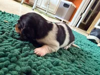 Orange, a male Miniature Dachshund for sale in Bremen, GA – 9 of 10