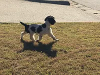 Casey, a male Cockapoo for sale in Bremen, GA – 5 of 8