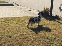 Casey, a male Cockapoo for sale in Bremen, GA – 6 of 8
