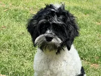 Casey, a male Cockapoo for sale in Bremen, GA – Photo 3 of 10