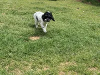 Casey, a male Cockapoo for sale in Bremen, GA – Photo 7 of 10