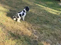 Casey, a male Cockapoo for sale in Bremen, GA – 7 of 8