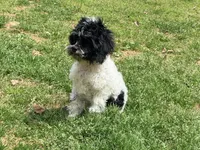 Casey, a male Cockapoo for sale in Bremen, GA – Photo 5 of 10