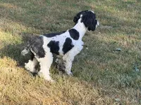 Casey, a male Cockapoo for sale in Bremen, GA – 2 of 8