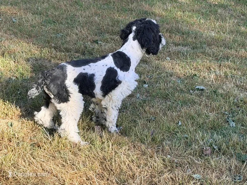Casey – Cockapoo puppy for sale in Bremen, GA