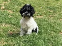 Casey, a male Cockapoo for sale in Bremen, GA – Photo 6 of 10