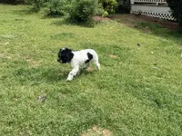 Casey, a male Cockapoo for sale in Bremen, GA – Photo 10 of 10