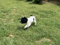 Casey, a male Cockapoo for sale in Bremen, GA – Photo 9 of 10