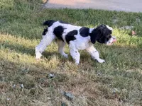 Casey, a male Cockapoo for sale in Bremen, GA – 8 of 8