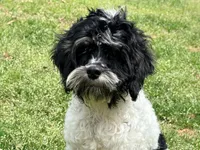 Casey, a male Cockapoo for sale in Bremen, GA – Photo 2 of 10