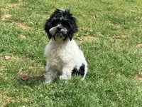 Casey, a male Cockapoo for sale in Bremen, GA – Photo 4 of 10