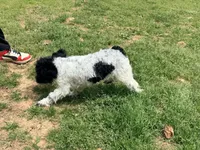 Casey, a male Cockapoo for sale in Bremen, GA – Photo 8 of 10