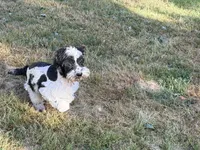 Casey, a male Cockapoo for sale in Bremen, GA – 4 of 8