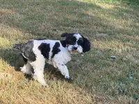 Casey, a male Cockapoo for sale in Bremen, GA – 3 of 8