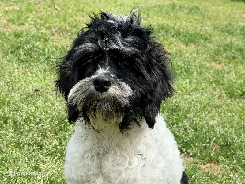 Casey, a male Cockapoo for sale in Bremen, GA – Photo 1 of 10