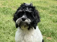 Casey, a male Cockapoo for sale in Bremen, GA – Photo 1 of 10