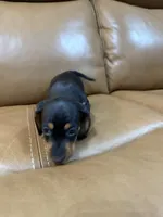 Coal, a male Miniature Dachshund for sale in Bremen, GA – 6 of 6