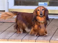 Blue, a male Miniature Dachshund for sale in Bremen, GA – 4 of 6