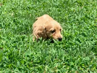 Casey, a male Miniature Dachshund for sale in Bremen, GA – 2 of 9