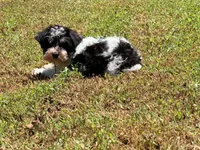 Loki, a male Miniature Schnauzer for sale in Bremen, GA – 3 of 10