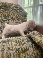 Fluffy , a male Miniature Dachshund for sale in Bremen, GA – 2 of 2